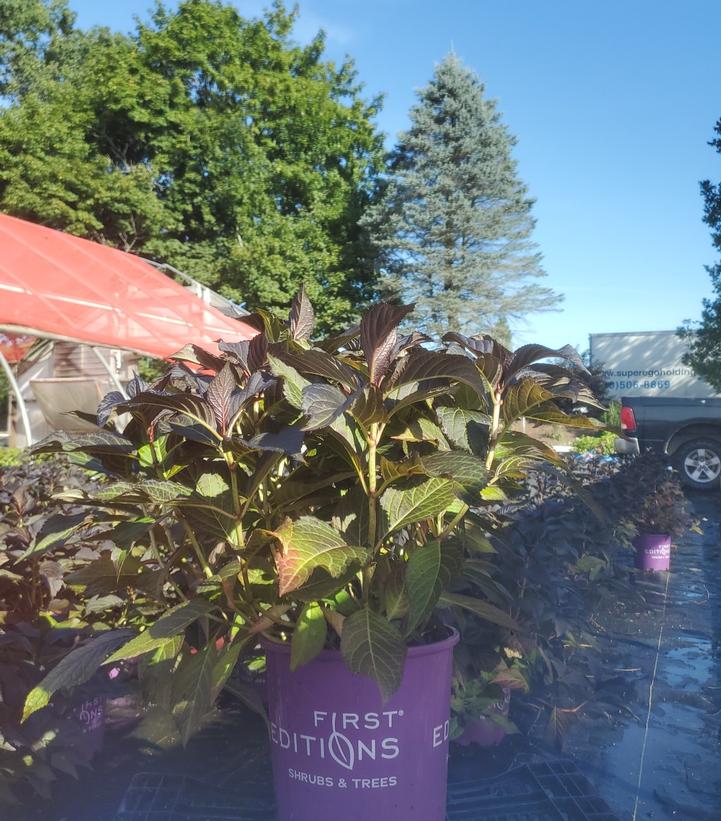 Hydrangea macrophylla Eclipse®