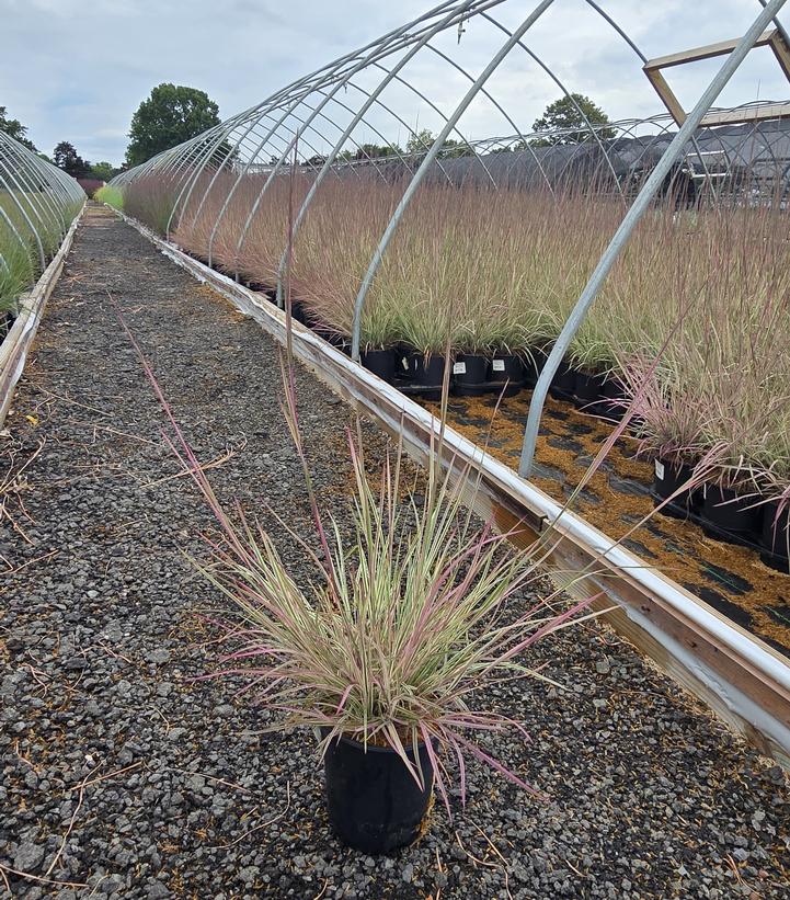 Schizachyrium scoparium 'Chameleon'