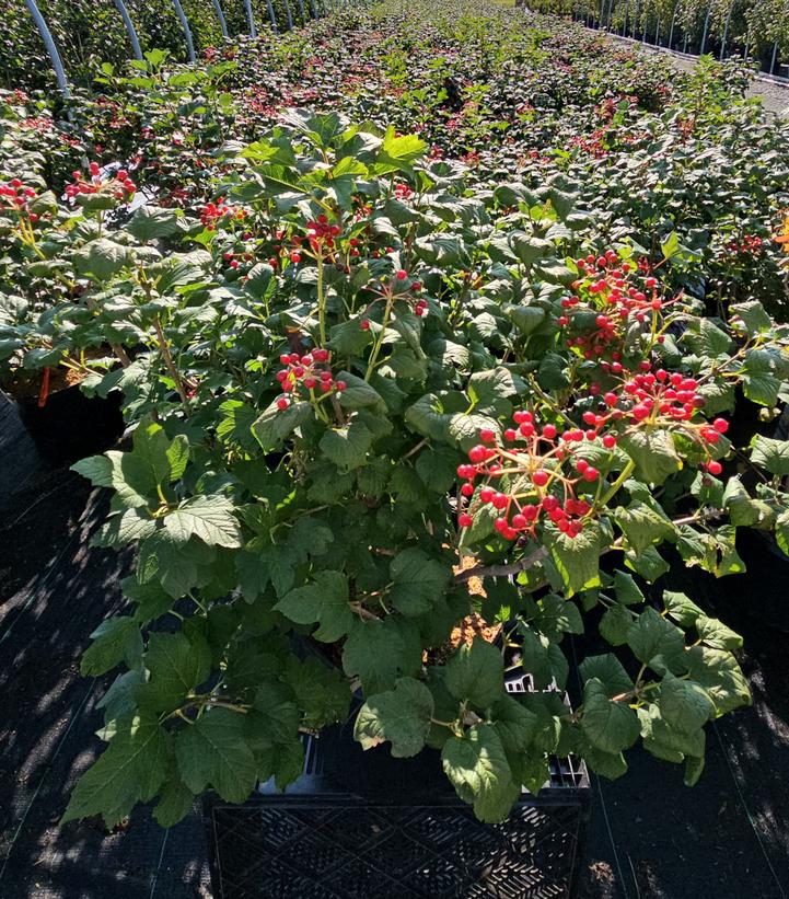 Viburnum opulus 'Roseum'