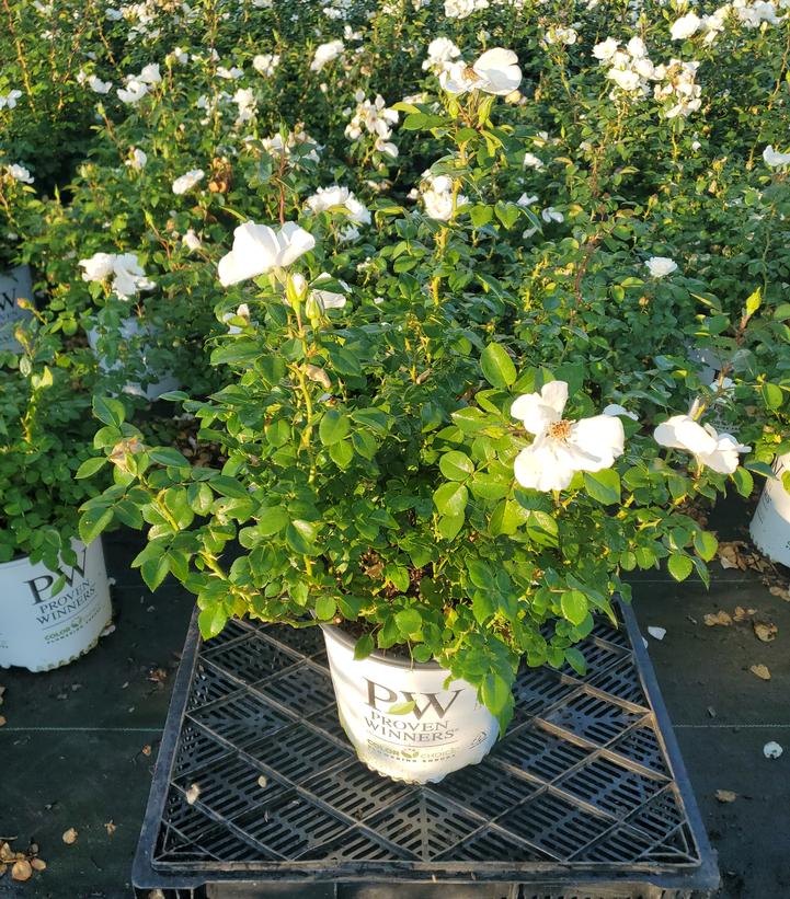 Rosa x Oso Easy Ice Bay™