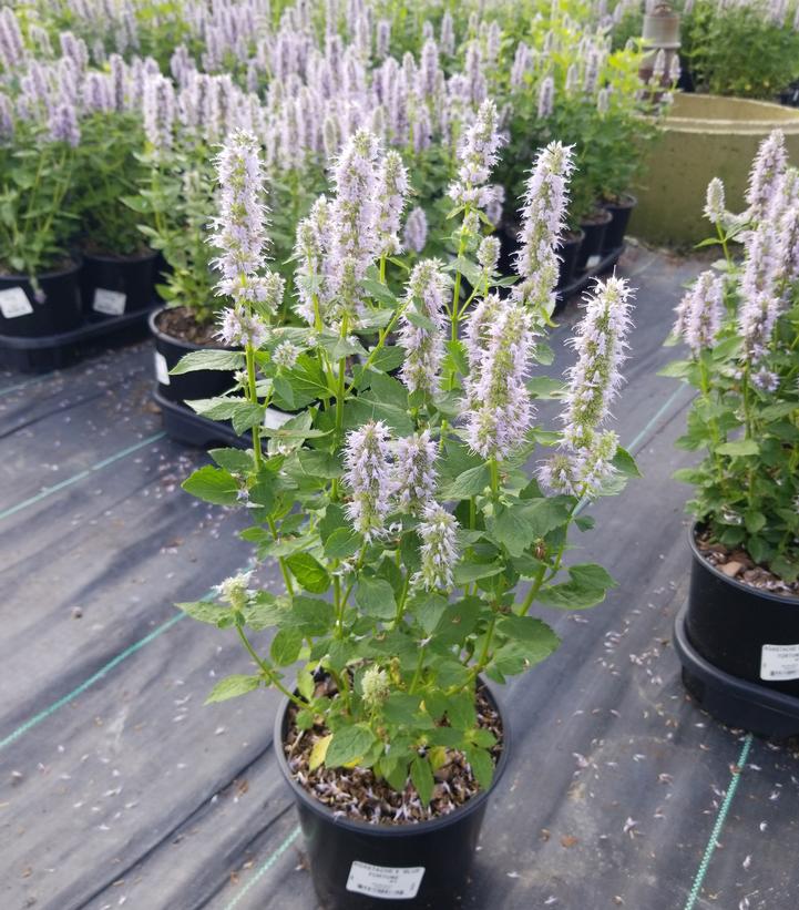 Agastache x 'Blue Fortune'