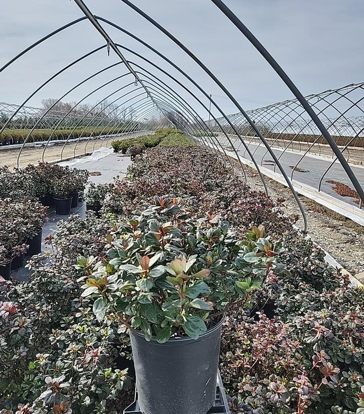 Azalea kaempferi 'Johanna'