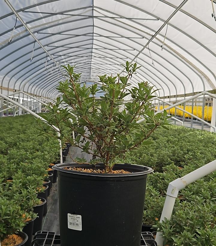 Buddleia Monarch® Dark Dynasty