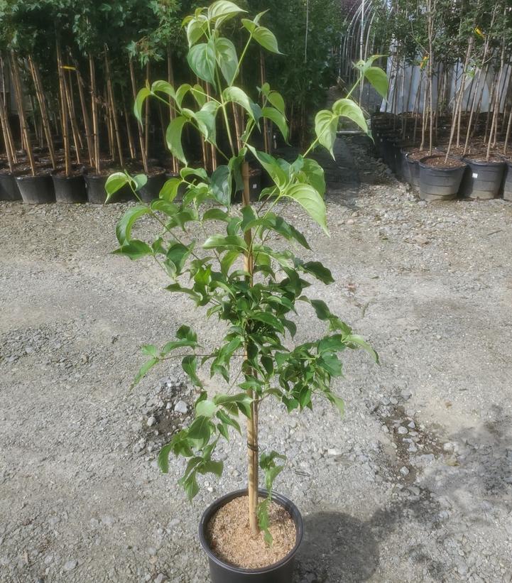 Cornus kousa 