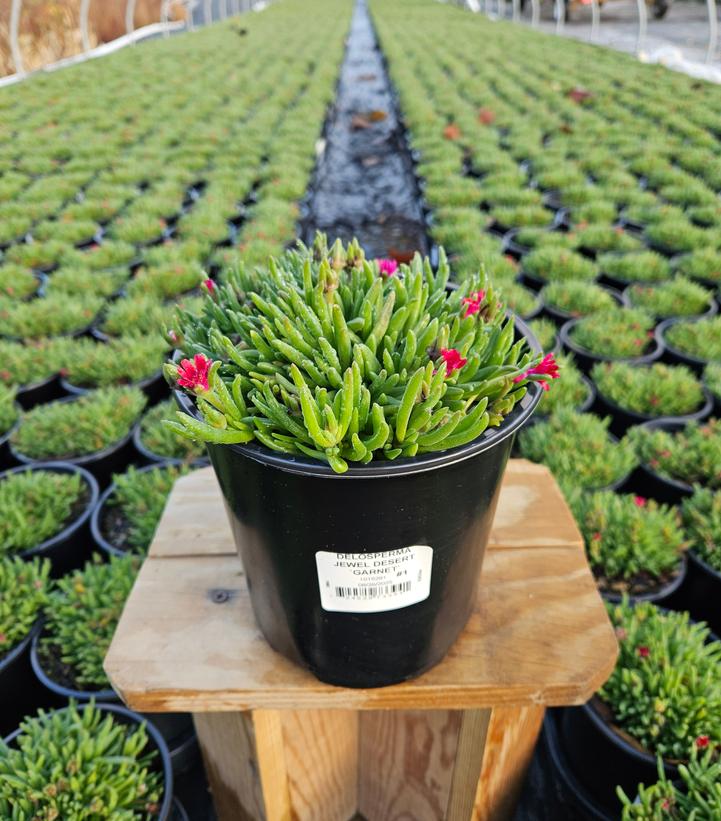 Delosperma cooperi Jewel of the Desert® Garnet
