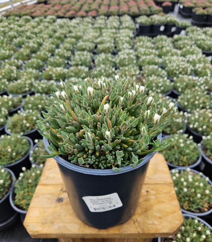 Delosperma cooperi Jewel of the Desert® Moonstone