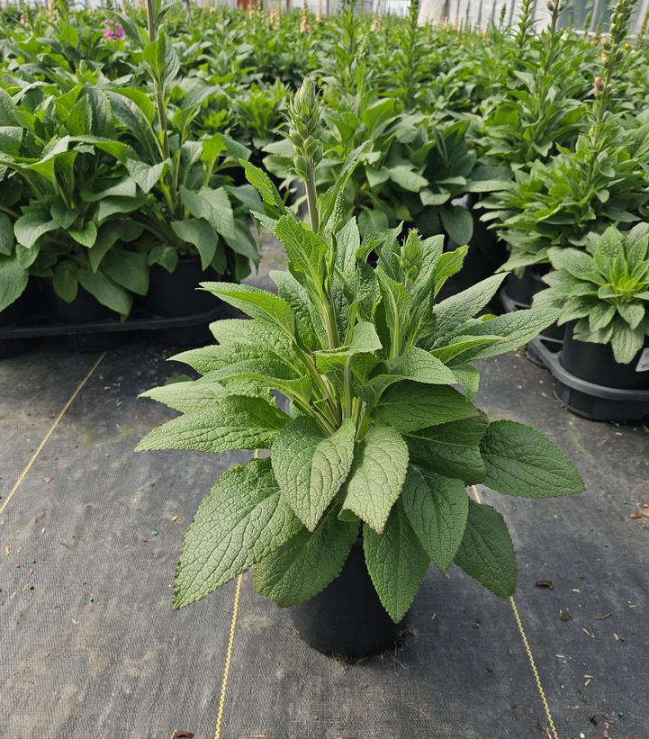 Digitalis purpurea 'Dalmation Purple'