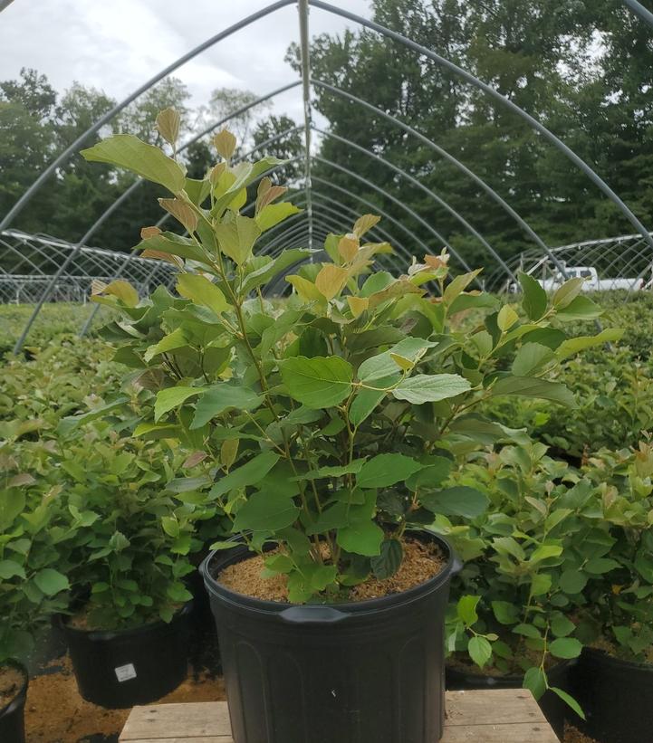 Fothergilla gardenii 