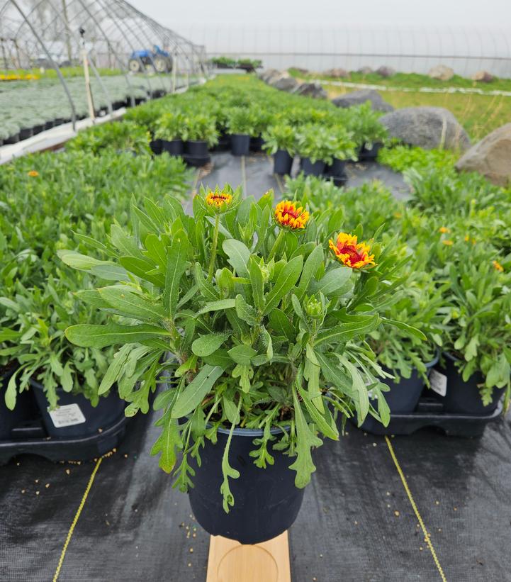 Gaillardia Spintop Orange Halo