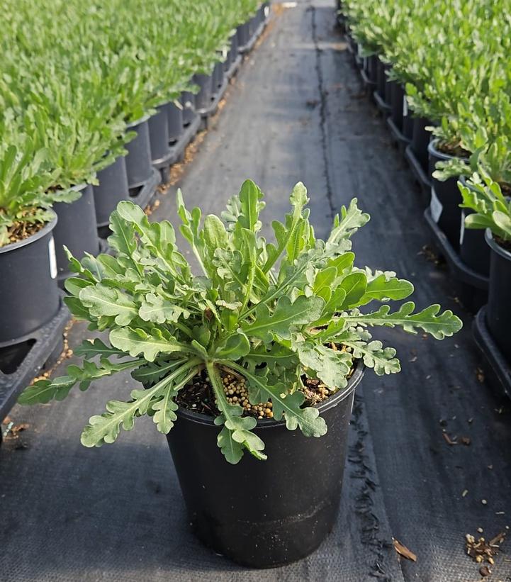 Gaillardia SpinTop™ Red