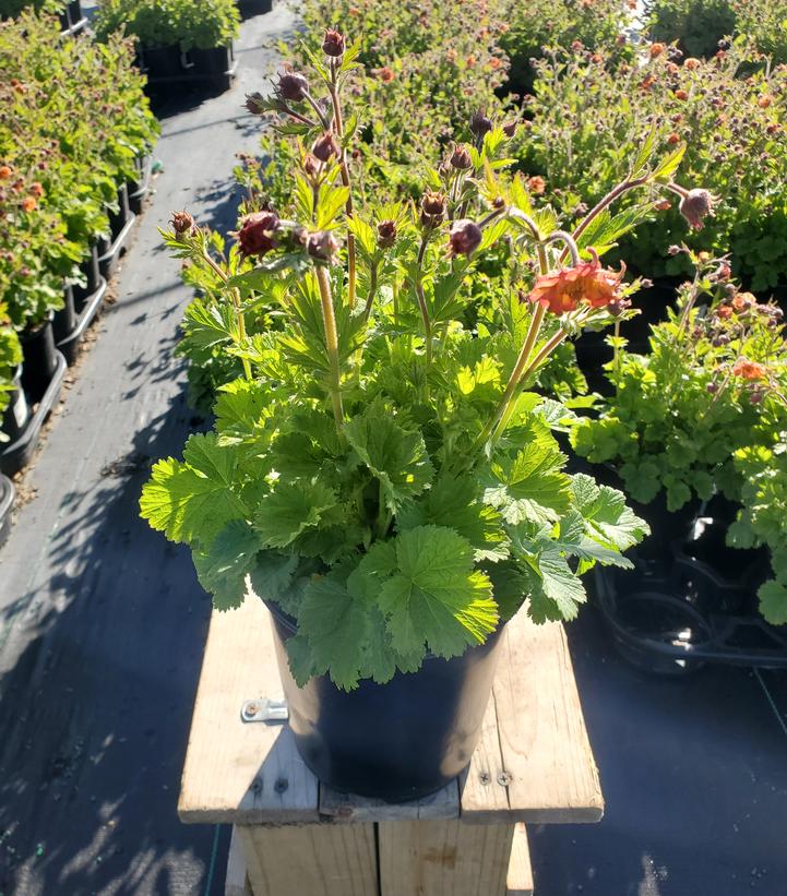 Geum Pretticoats™ Peach