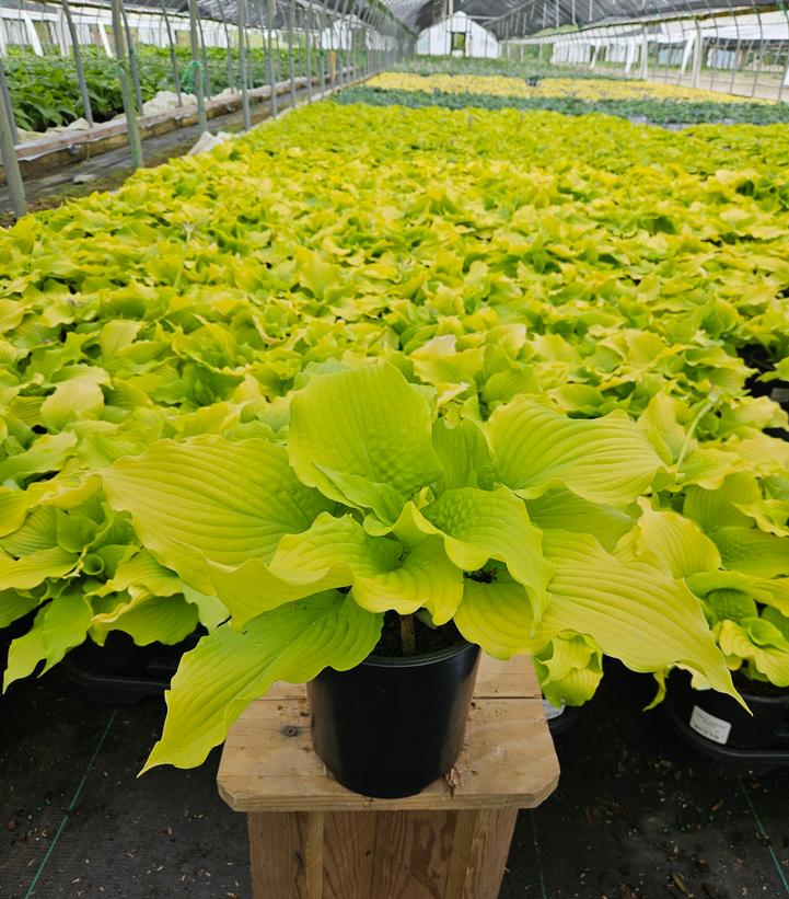 Hosta x 'Dancing Queen'