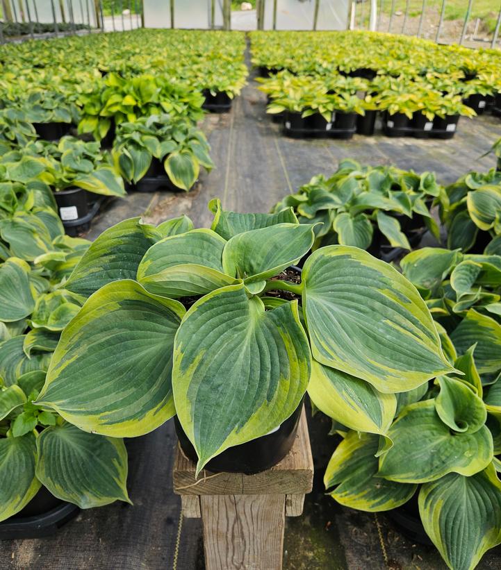 Hosta x 'Earth Angel'