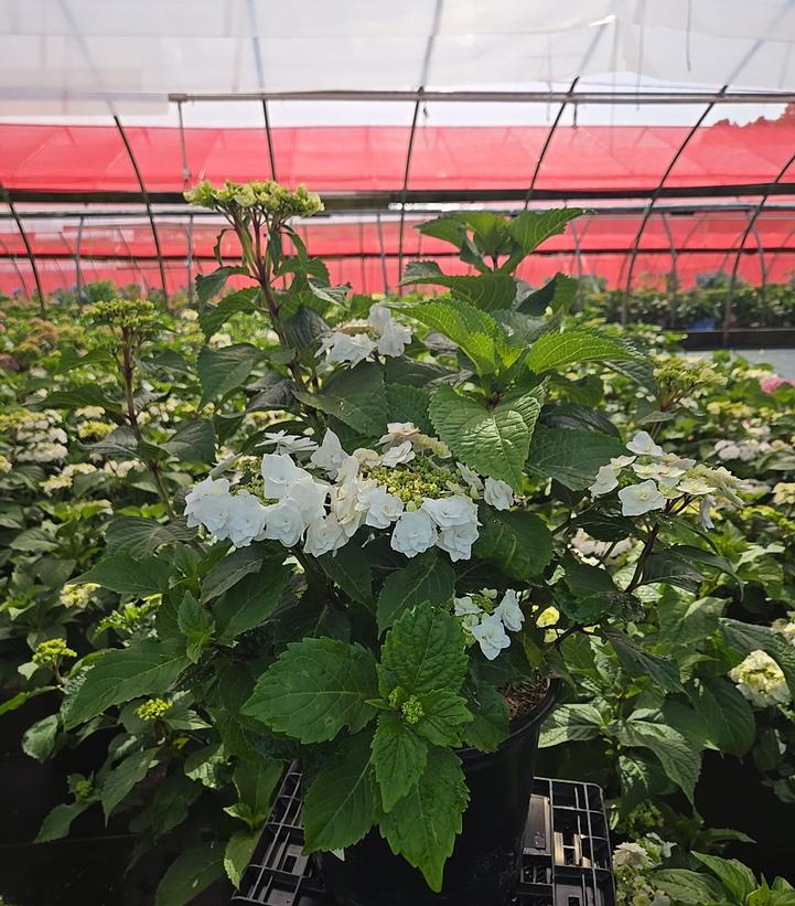 Hydrangea macrophylla Wedding Gown™