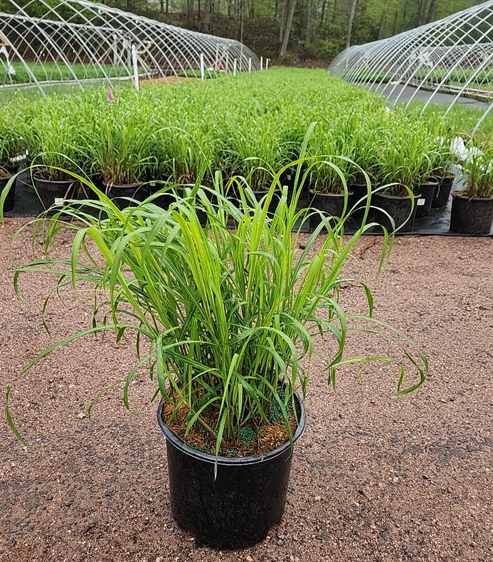 Miscanthus sinensis 'Purpurascens'