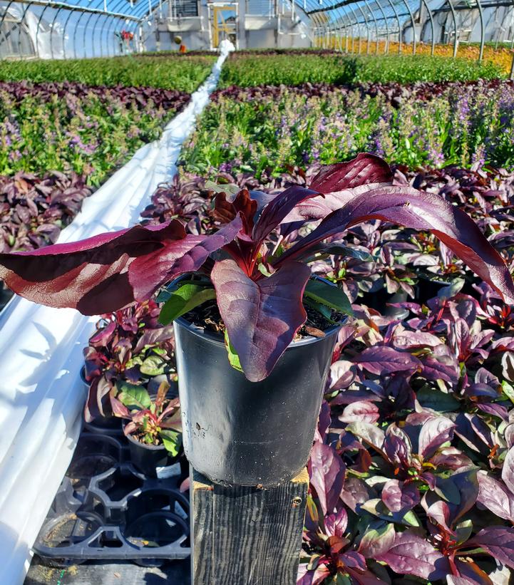 Penstemon x Dark Towers