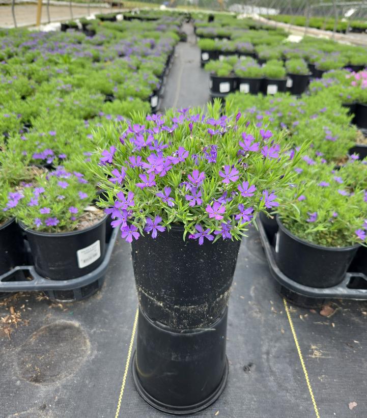 Phlox x 'Violet Pinwheels'