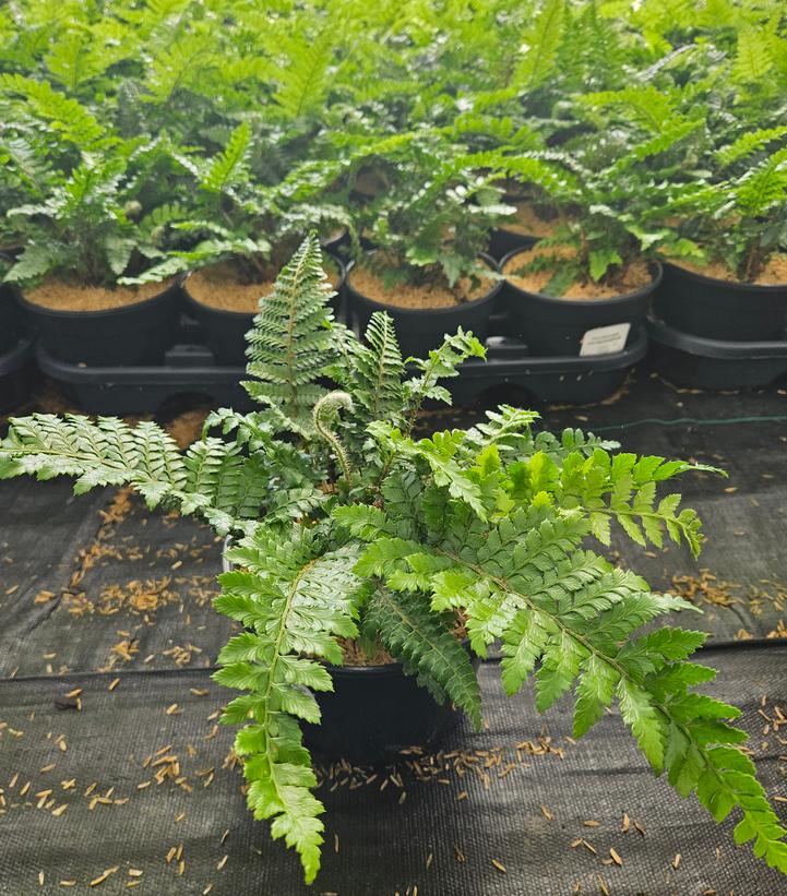 Polystichum polyblepharum 