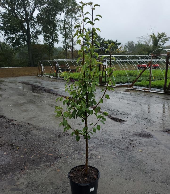 Pyrus 'Luscious'