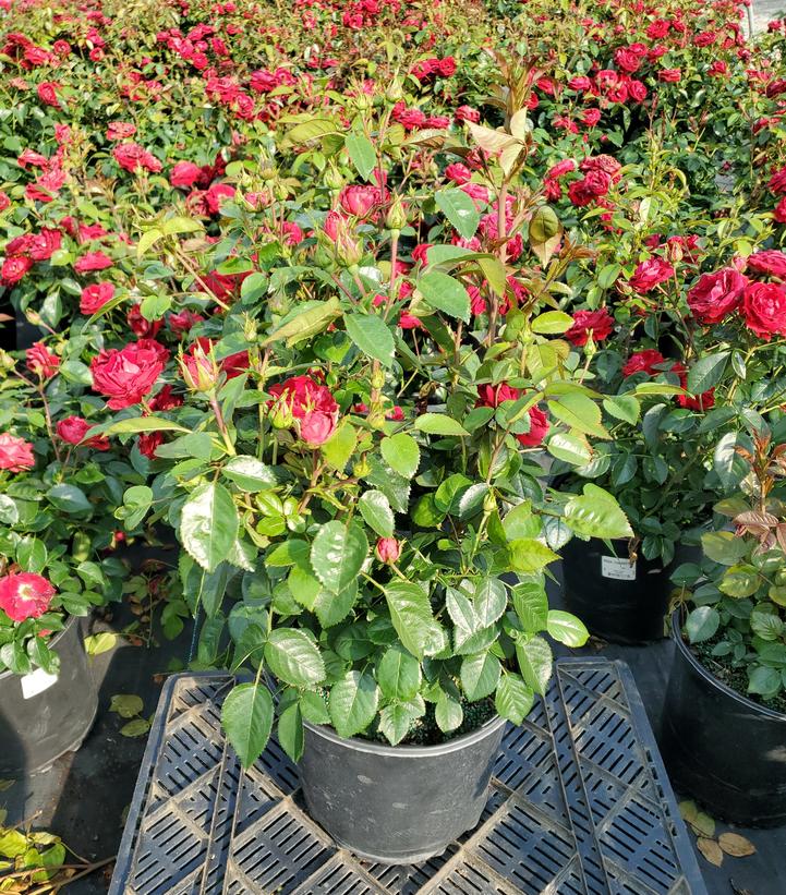 Rosa Cherrytini™