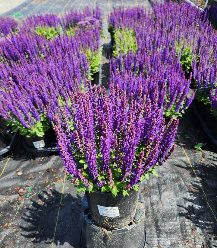 Salvia nemorosa Blue Bouquetta®