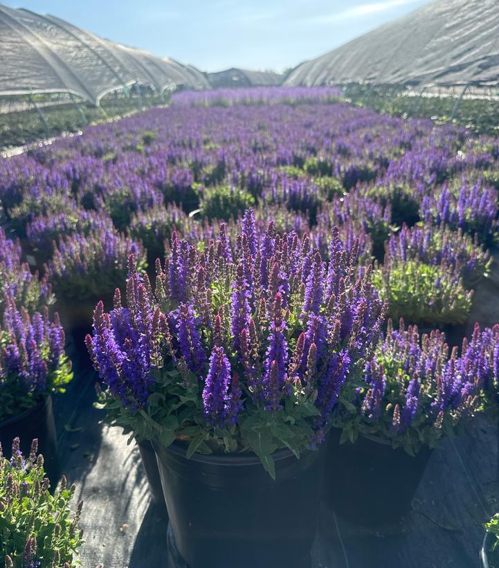Salvia nemorosa Blue Bouquetta®