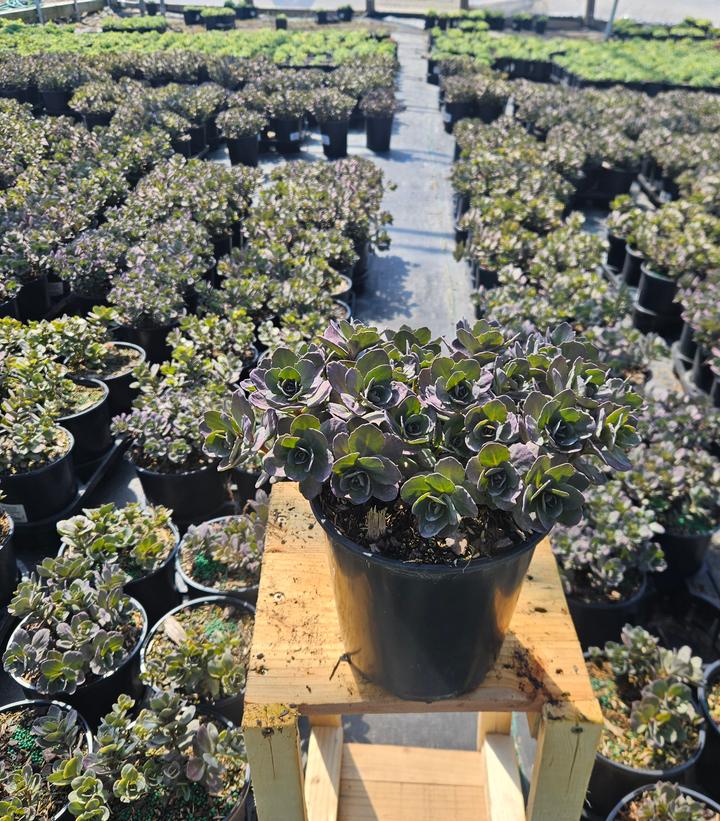 Sedum x Sunsparkler® 'Dazzleberry'