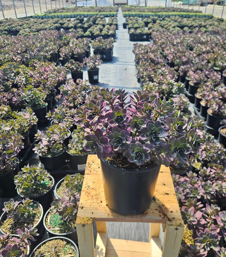 Sedum x SunSparkler® 'Plum Dazzled'