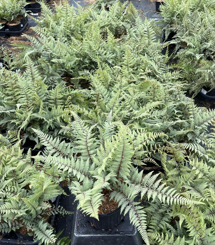 Athyrium nipponicum x 'Ghost'