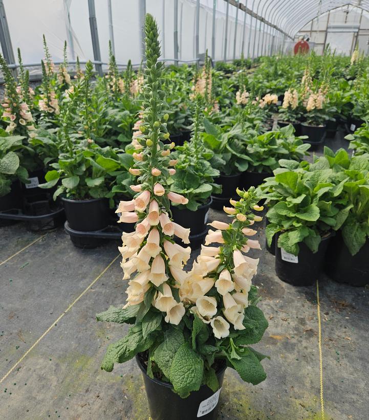 Digitalis purpurea 'Dalmation Peach'