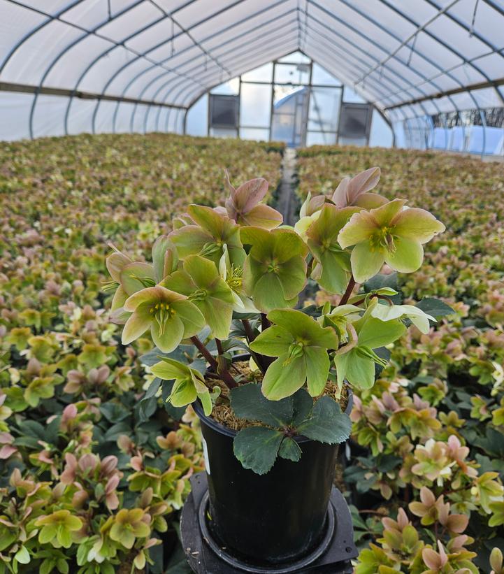 Helleborus x ericsmithii HGC® Champion