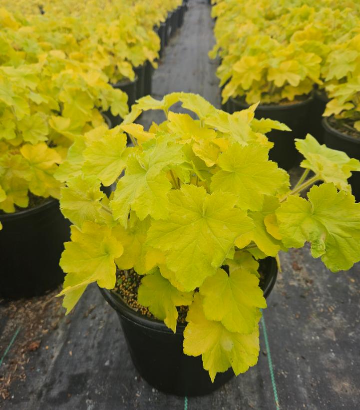 Heuchera hybrida 'Guacamole'