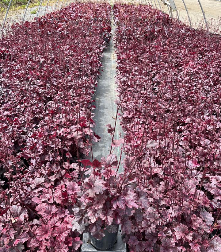 Heuchera Midnight Rose