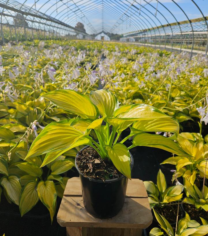 Hosta x 'Stained Glass'