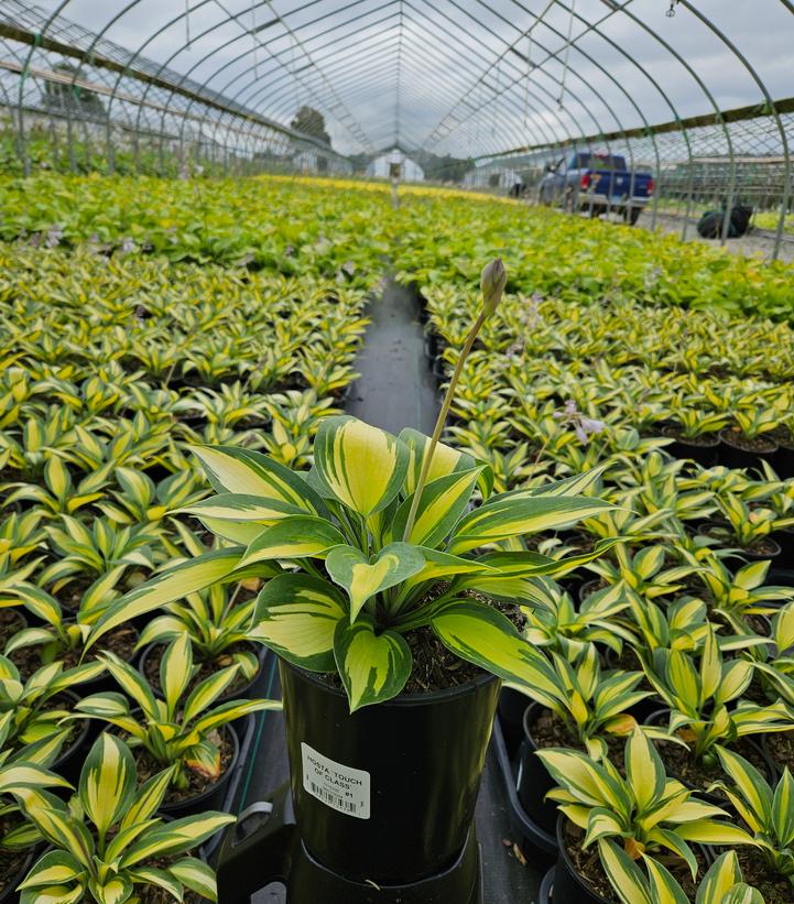Hosta x 'Touch of Class'