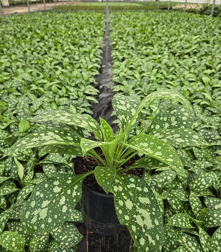 Pulmonaria 'Shrimps on the Barbie'