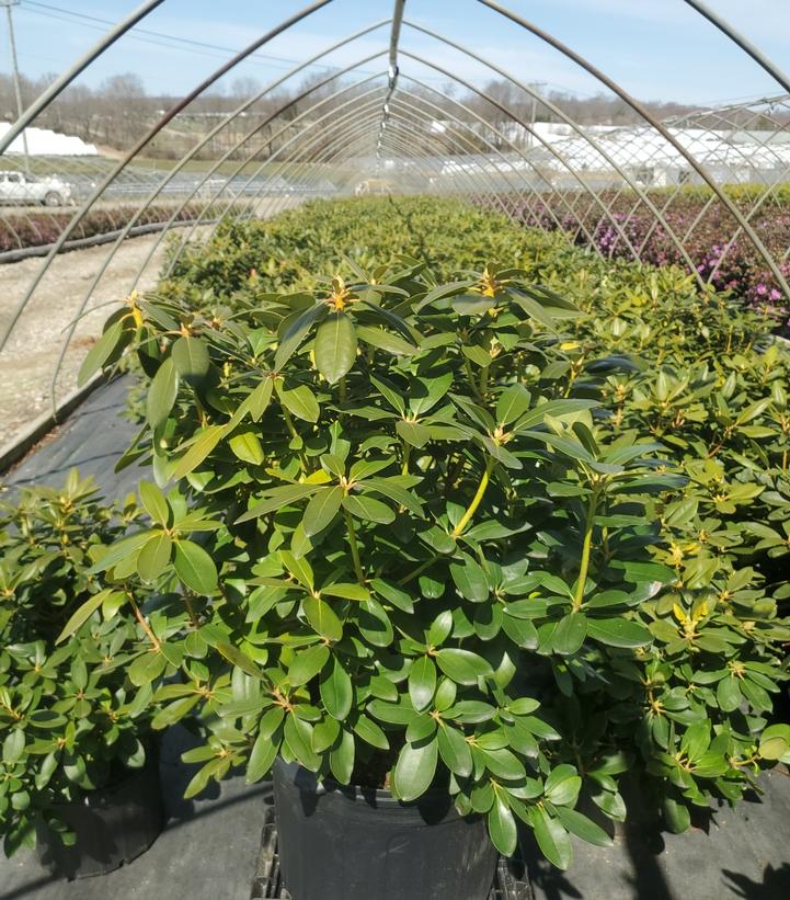 Rhododendron cat. 'Roseum Pink'