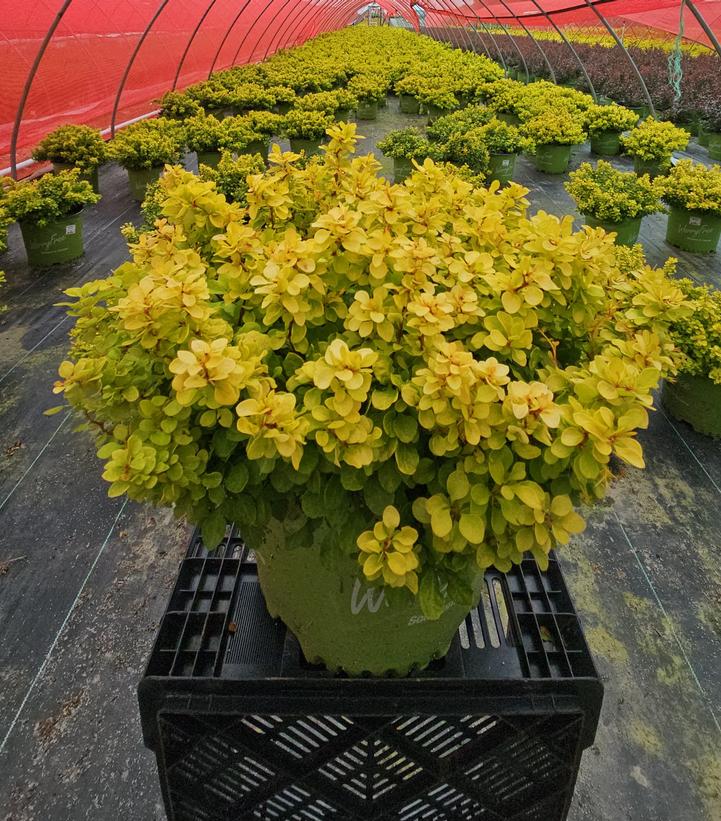 Berberis thunbergii WorryFree® Lemon Cutie®