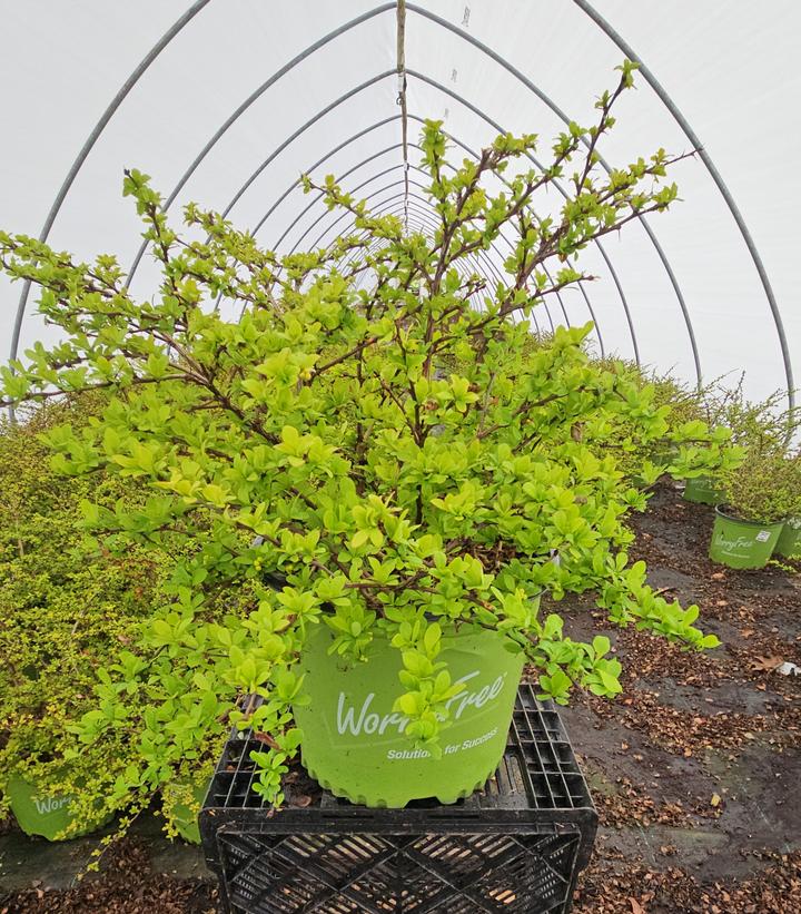 Berberis thunbergii WorryFree® Lemon Glow®
