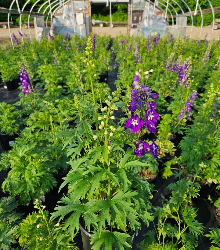Delphinium x New Millennium™ 'Purple Passion'