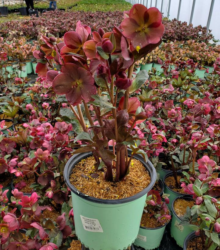 Helleborus Frostkiss® Anna's Red
