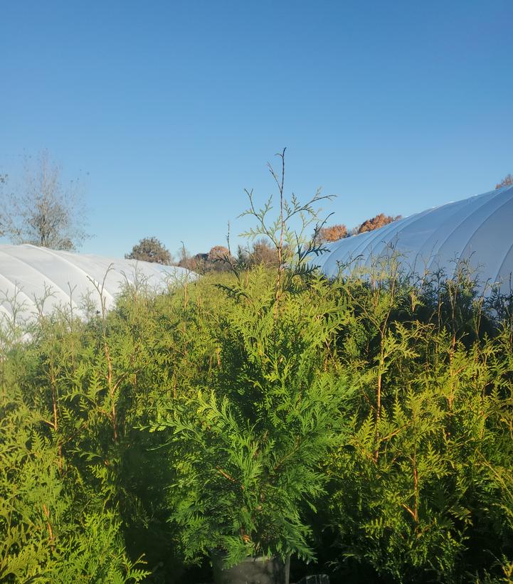 Thuja x plicata 'Junior Giant'