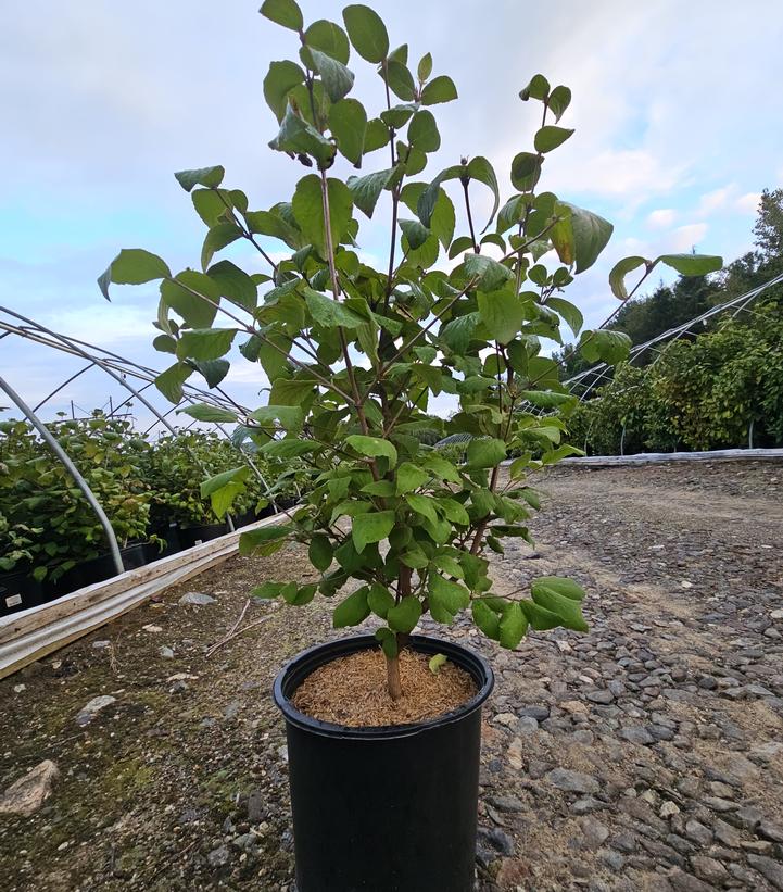 Viburnum carlesii Sugar n' Spice™