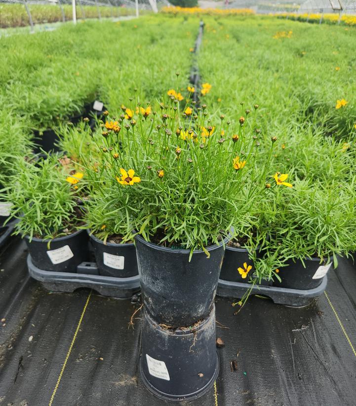 Coreopsis Permathread™ 'Butter Rum'