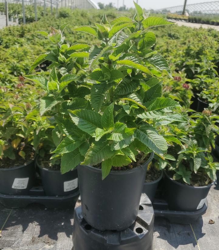 Monarda didyma Bee-You® Bee Happy™
