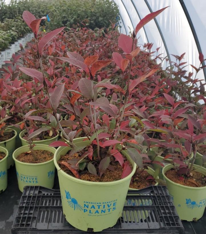 Viburnum cassinoides NativeStar® Raisinette