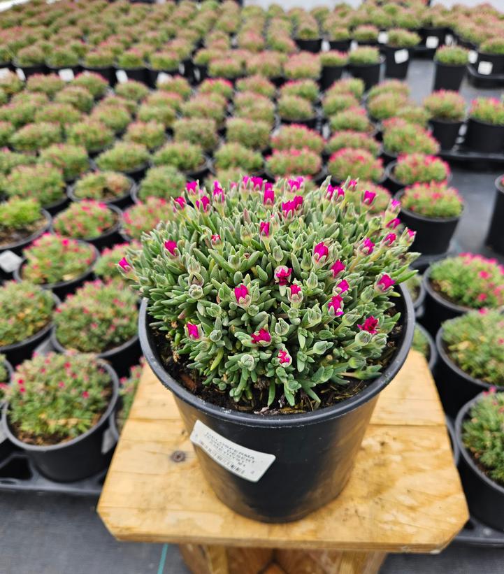 Delosperma Jewel of the Desert® Amethyst