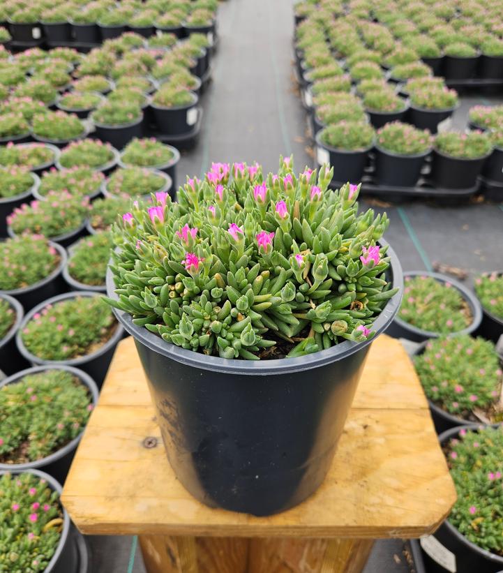 Delosperma cooperi 'Jewel of Desert Rosequartz'