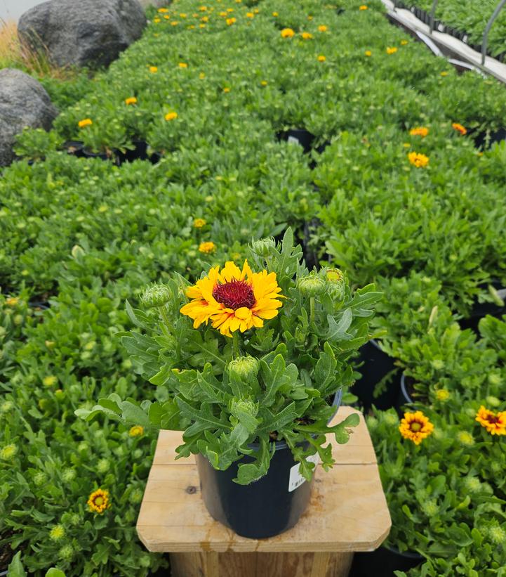 Gaillardia Spintop 'Red Starburst'