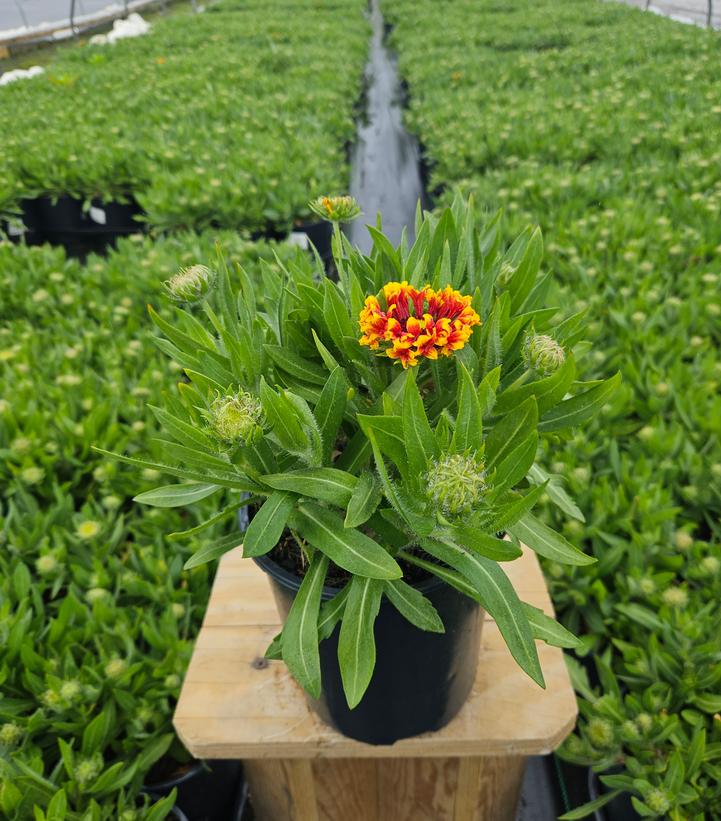 Gaillardia SpinTop® 'Mariachi Copper Sun'